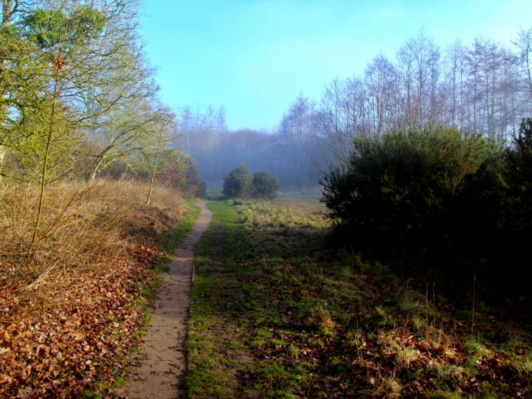 A photograph of a path going into the distance. Trees line the left, and the floor is laden with brown leaves. It looks like a cool autumn morning.